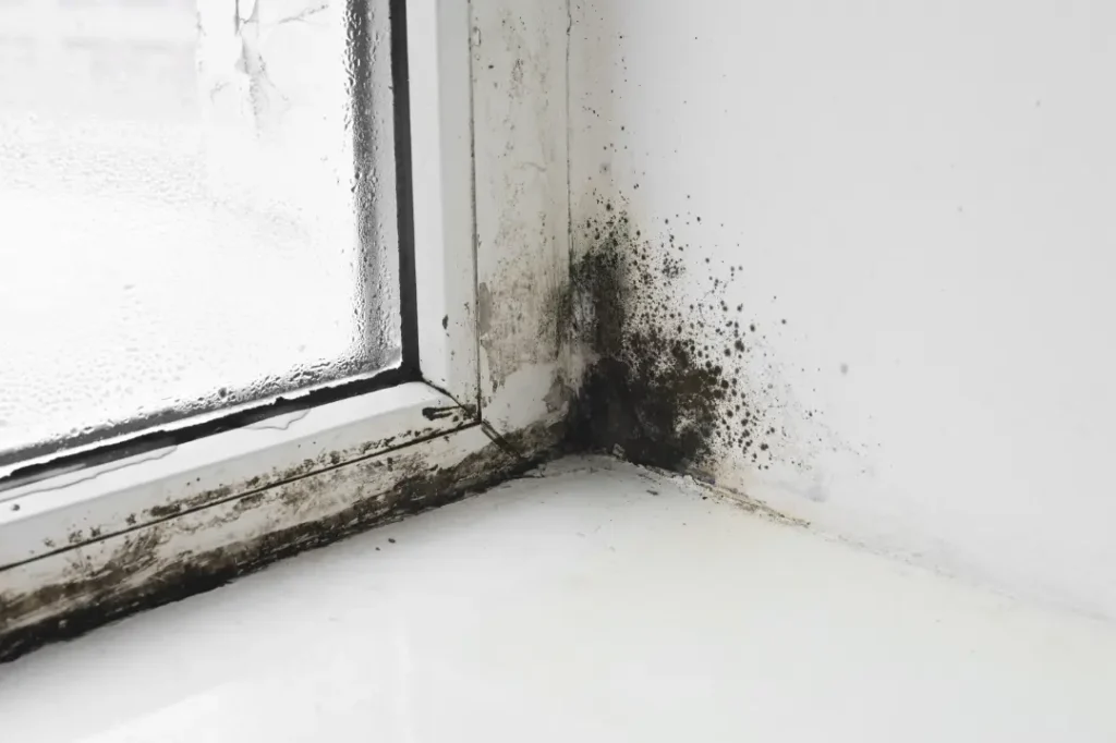 Preventing Future Mold Growth in Double-Pane Windows